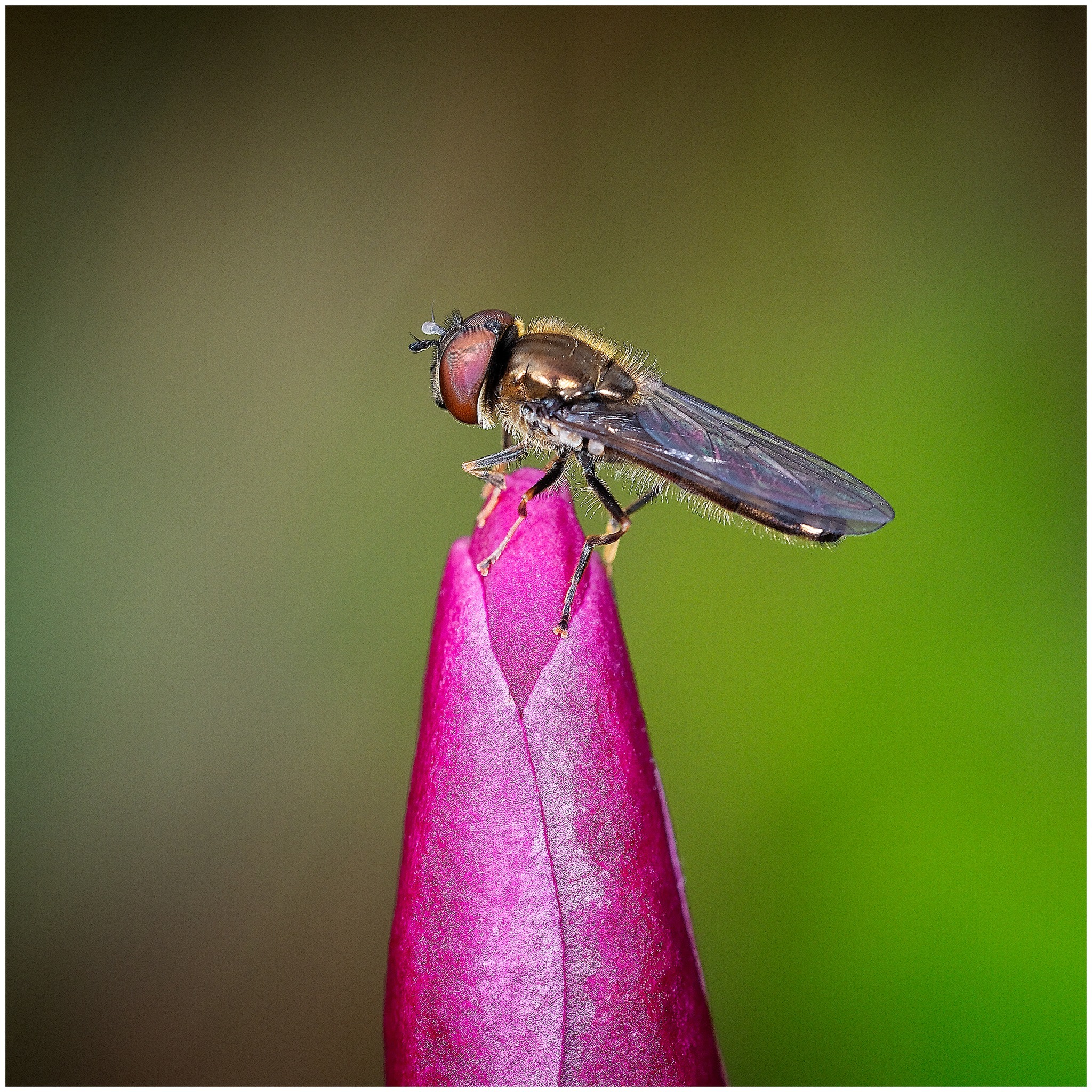 A hover fly in Greasby by Dave Guy