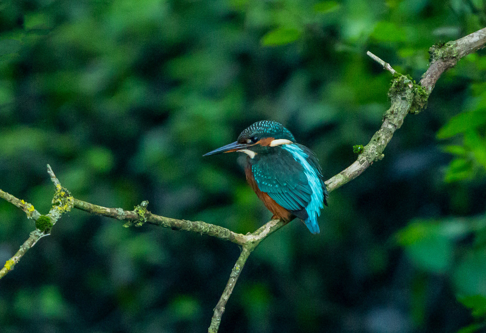 A kingfisher by Stephen Bennion