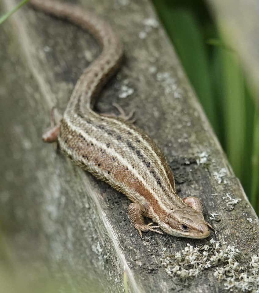 A lizard in Burton by Christopher Cureton