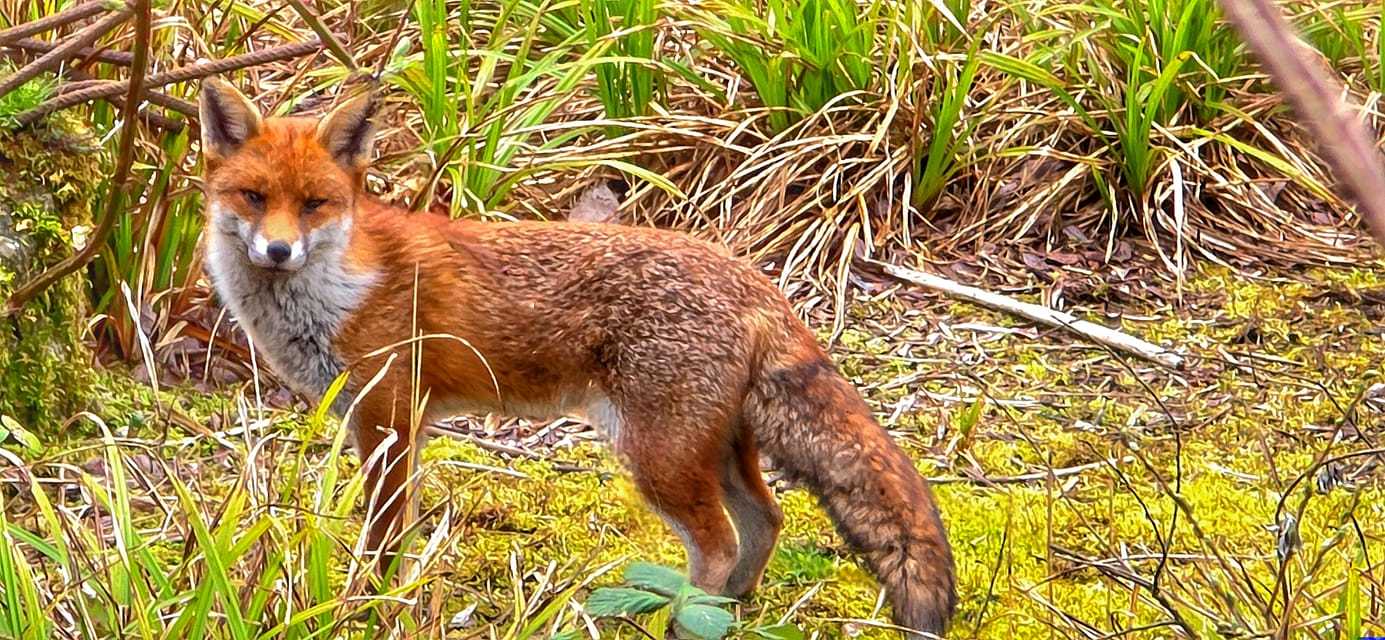 A red fox by Gary Beale