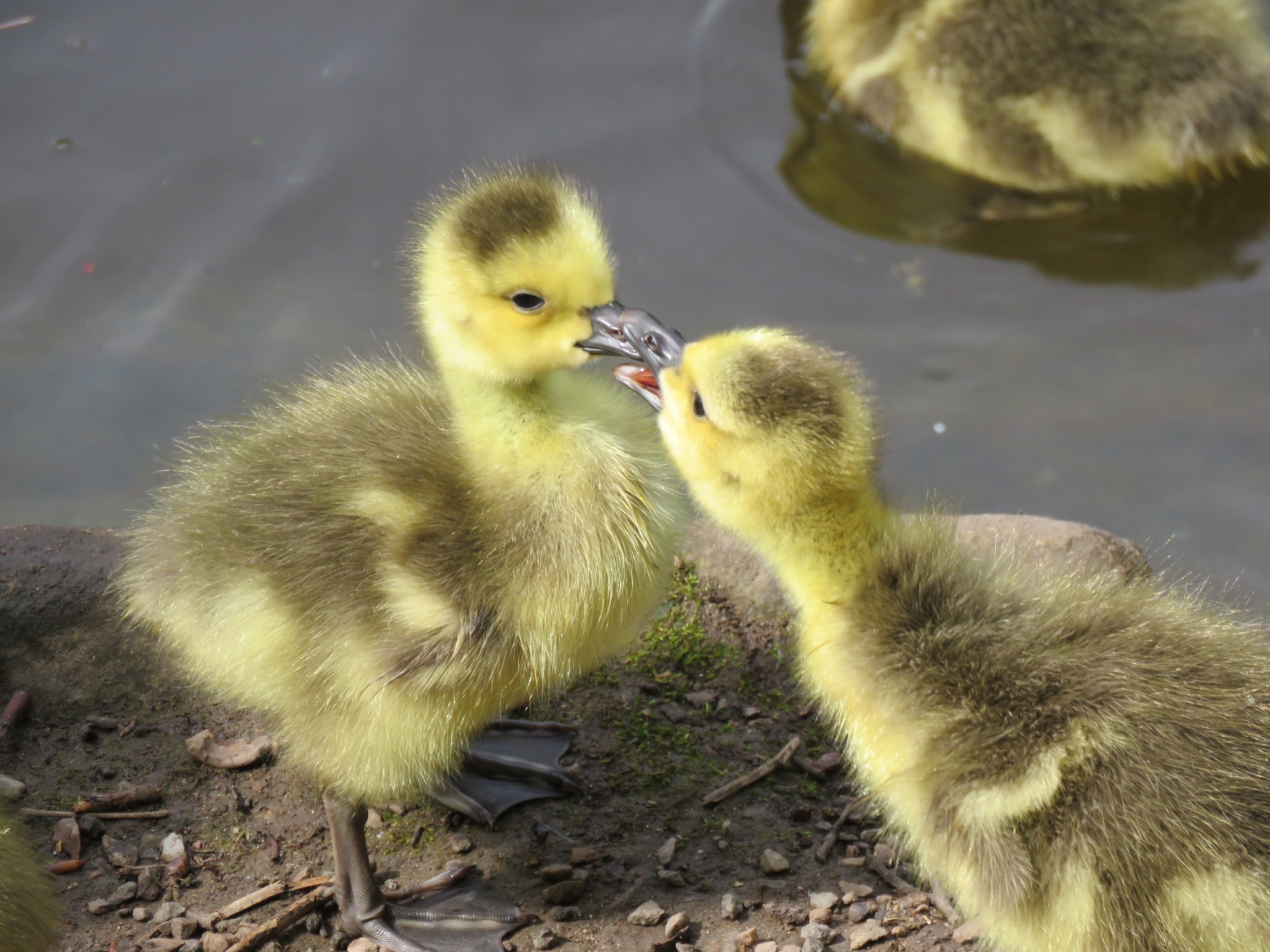 Goslings in Birkenhead Park by Jane Mckellar