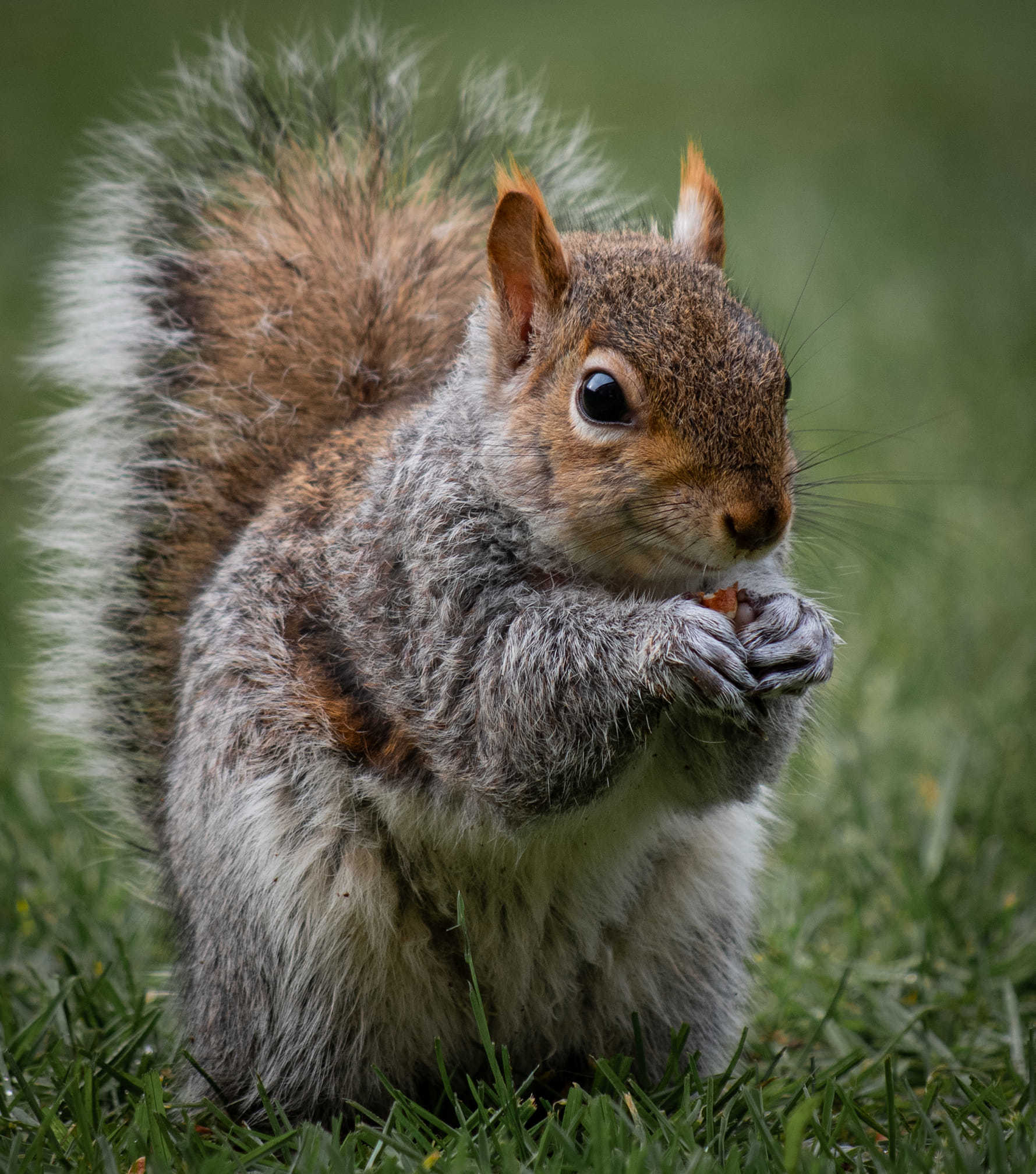 Squirrel Nutkin by Ian Hallett