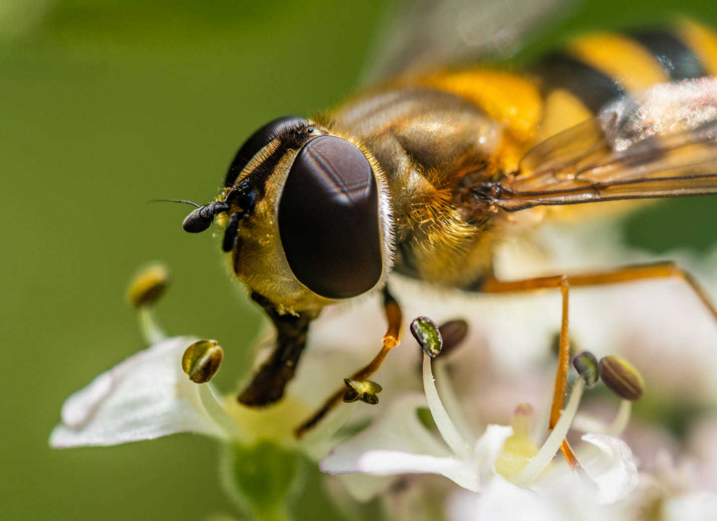 Rock Ferry Butterfly Park by Paul Anderson