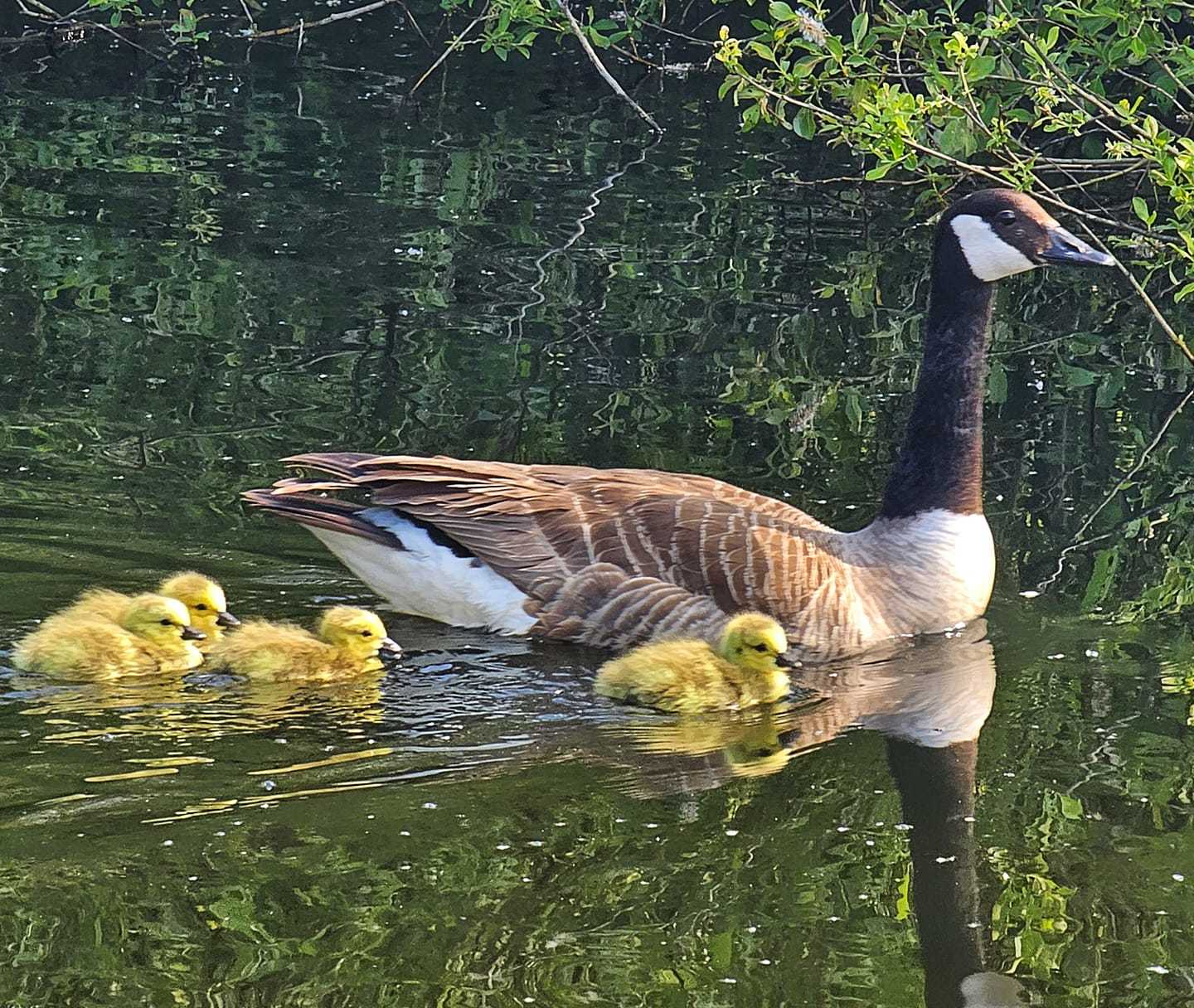 Time for a swim at Thurstaton country park by Mandy Williams