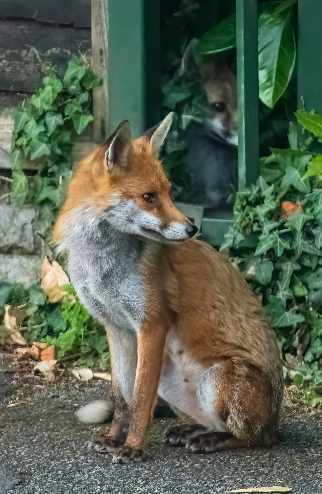 Urban fox in Bebington by Richard Bradford