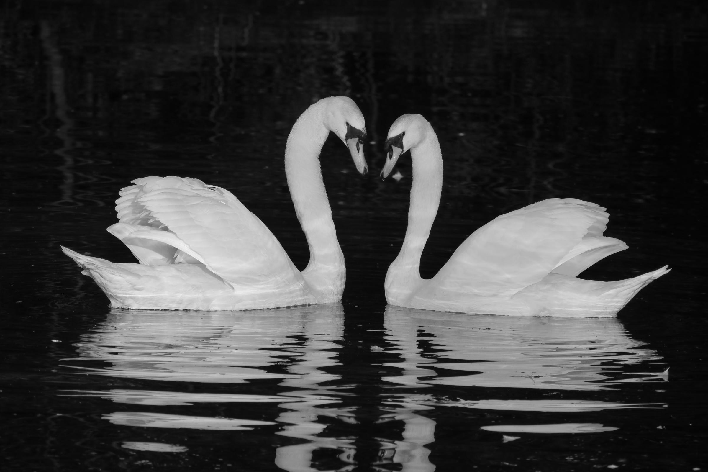 Swans in Birkenhead Park