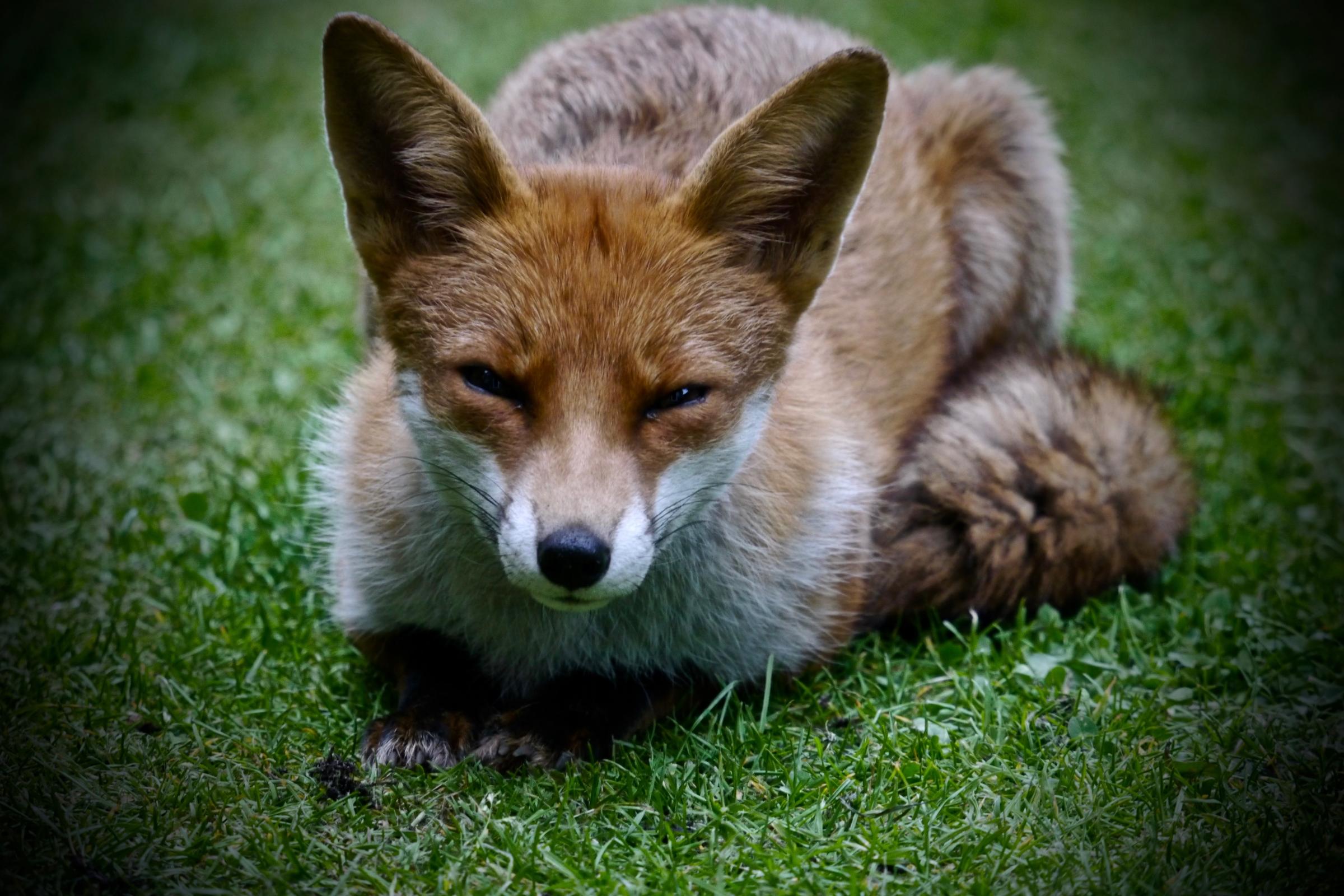 A fox in the garden