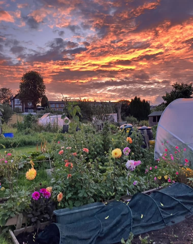 Sunset at the allotments by Angie Parsons