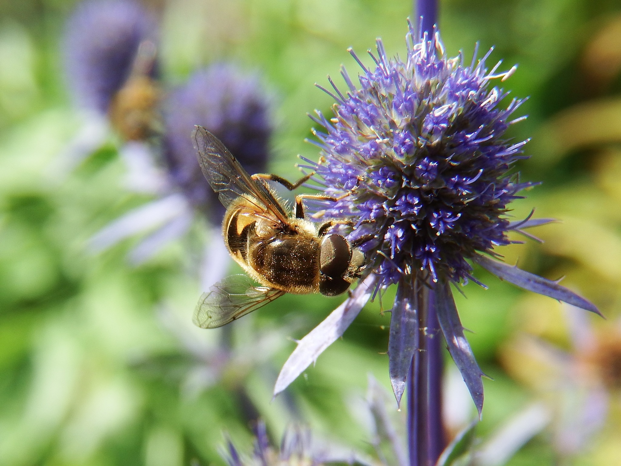 A bee by Bryon Pierce