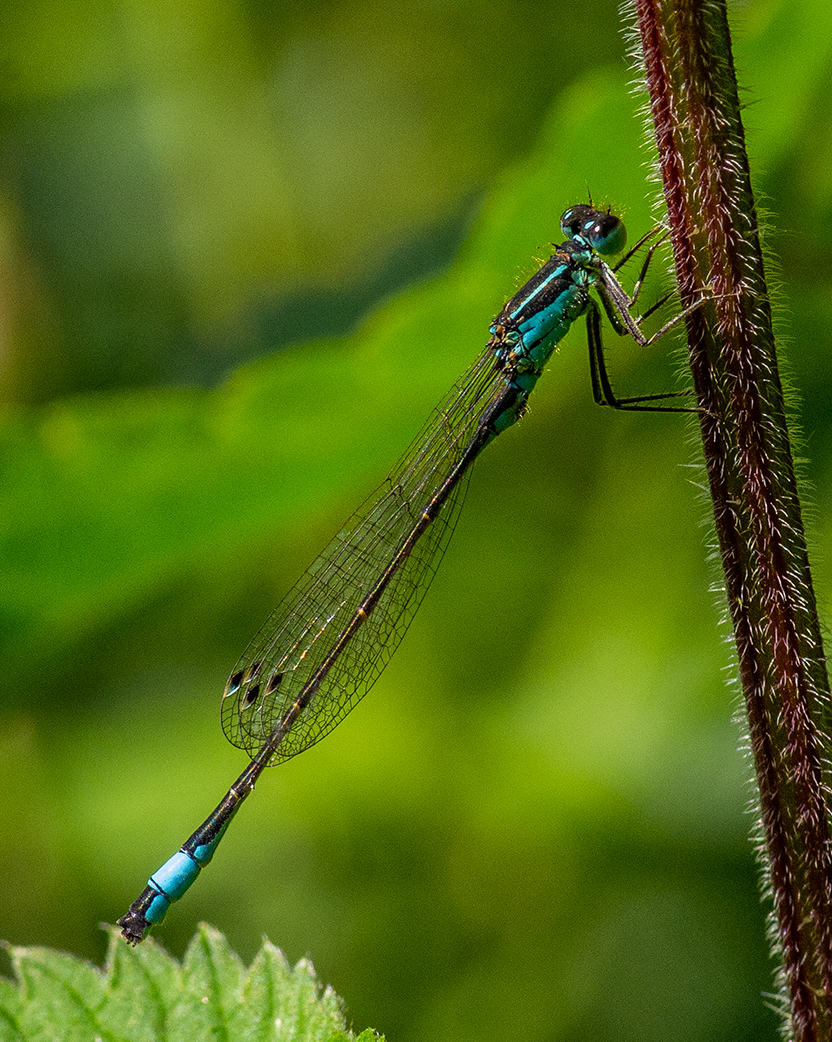 A blue tailed damselfy by Stephen Bennion