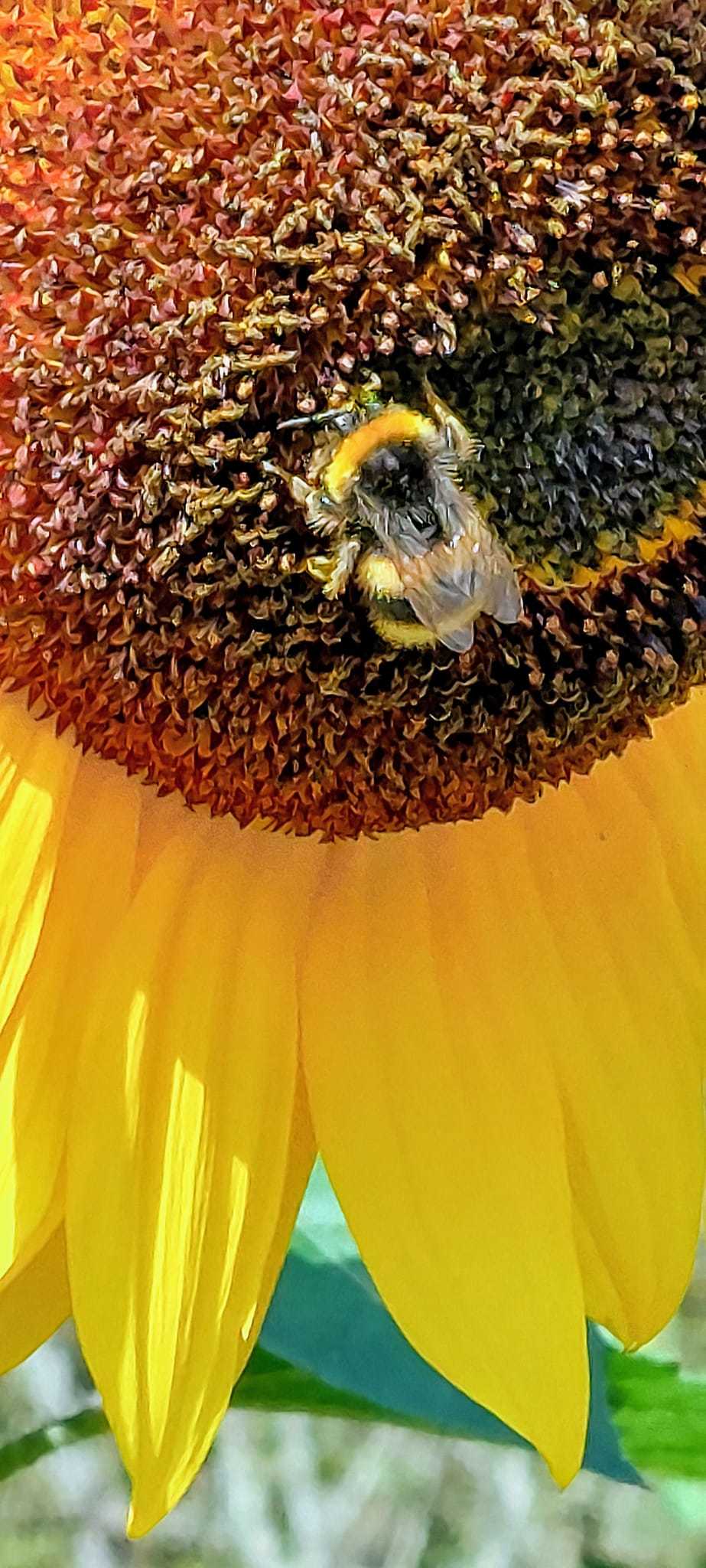 A bumble bee at Ness Gardens by Julie Longshaw