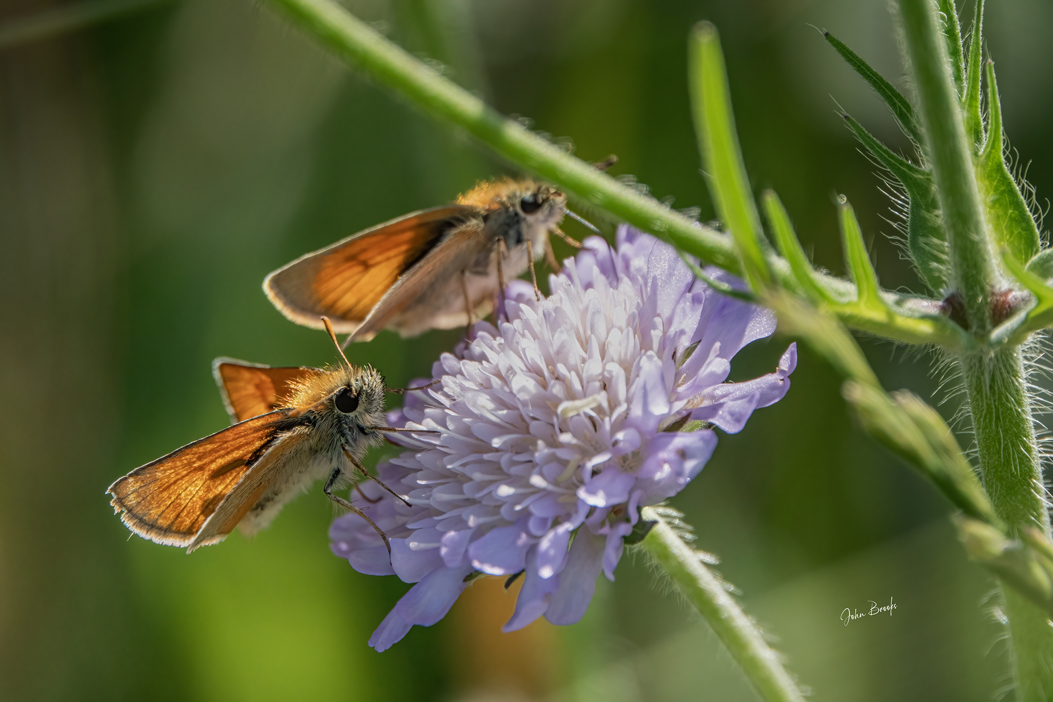 A butterfly by John Brooks