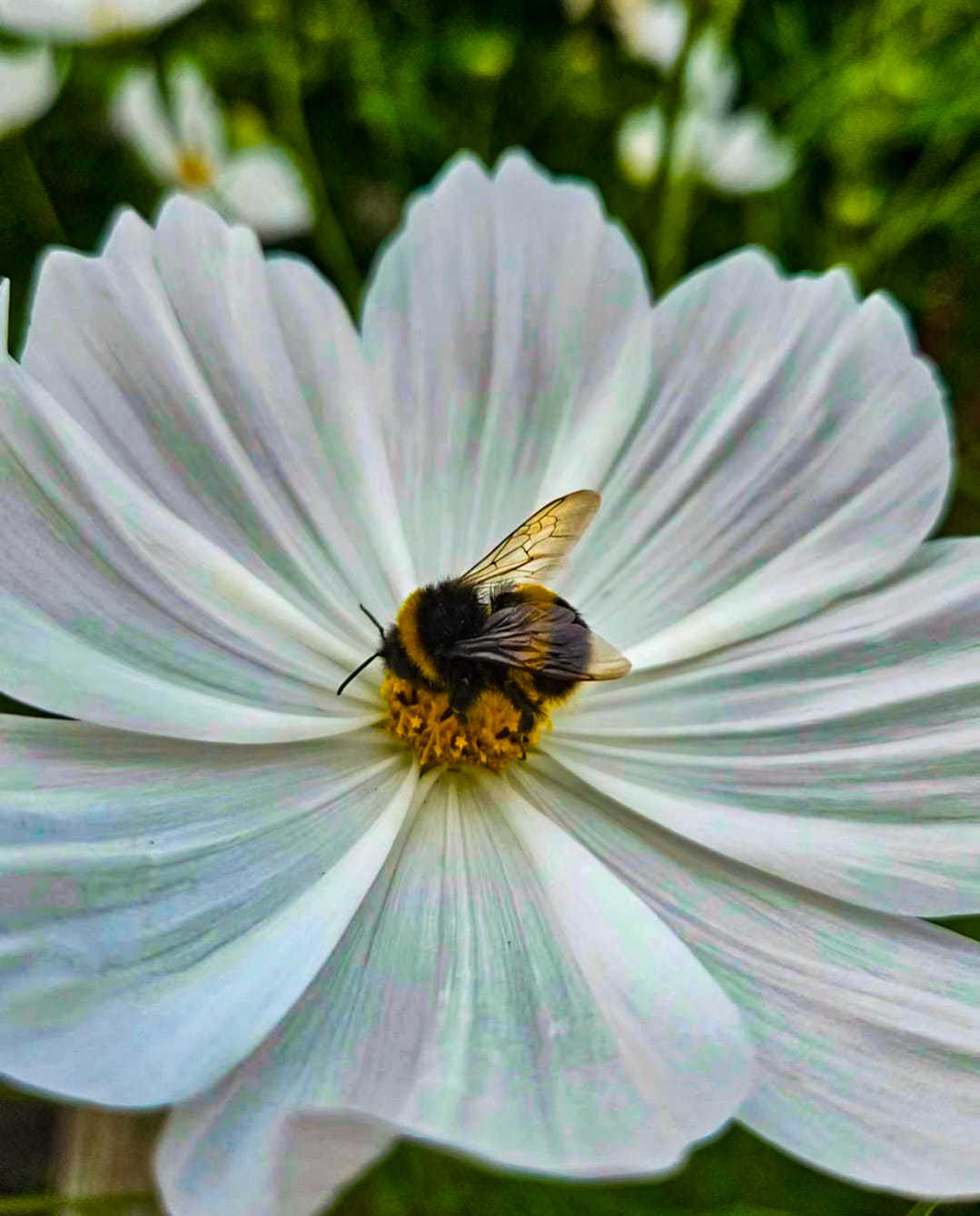 A bee by Darren Hindley