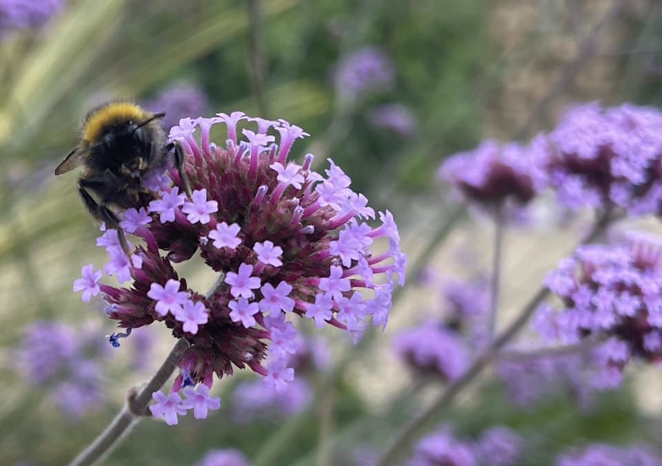 A busy bee by Hilary Moore