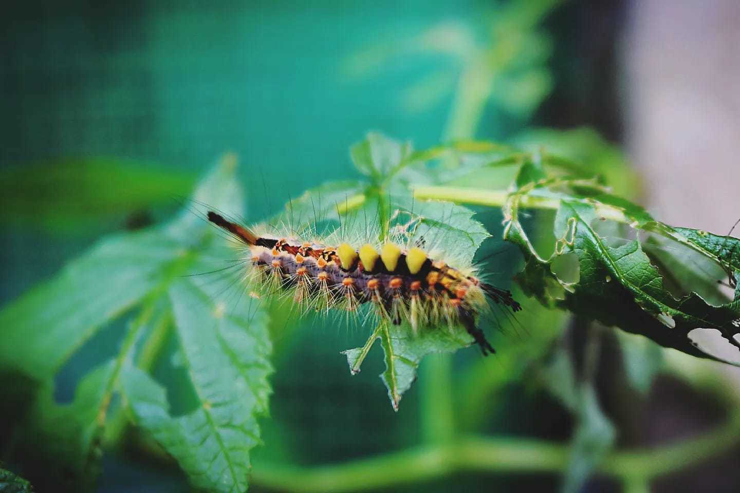 A caterpillar by Nicky Joyce