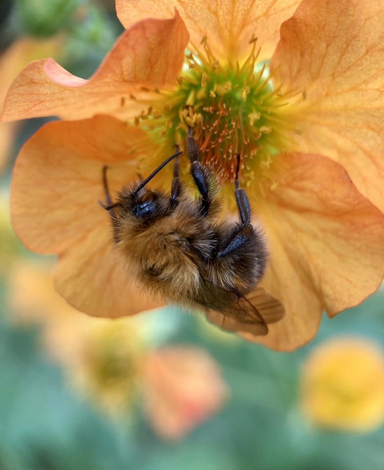 A common carder bee by Jane Guy