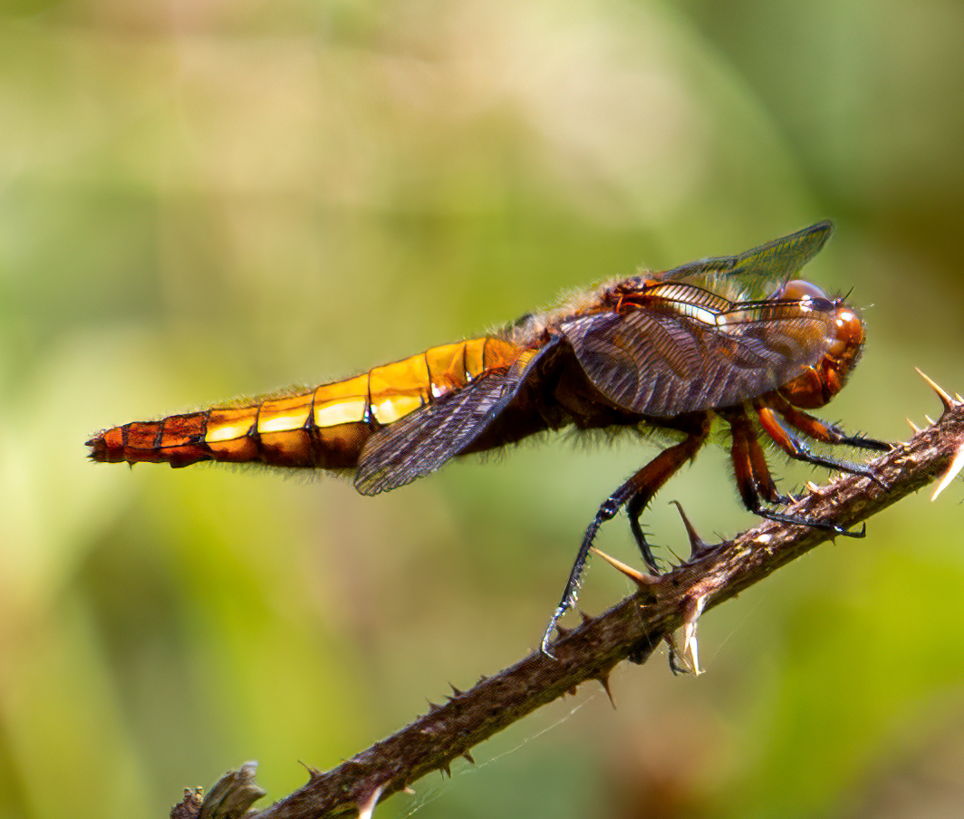 A dragonfly by David Mansell