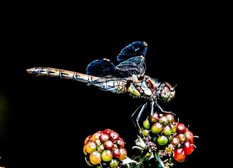 A common darter by Christopher Cureton