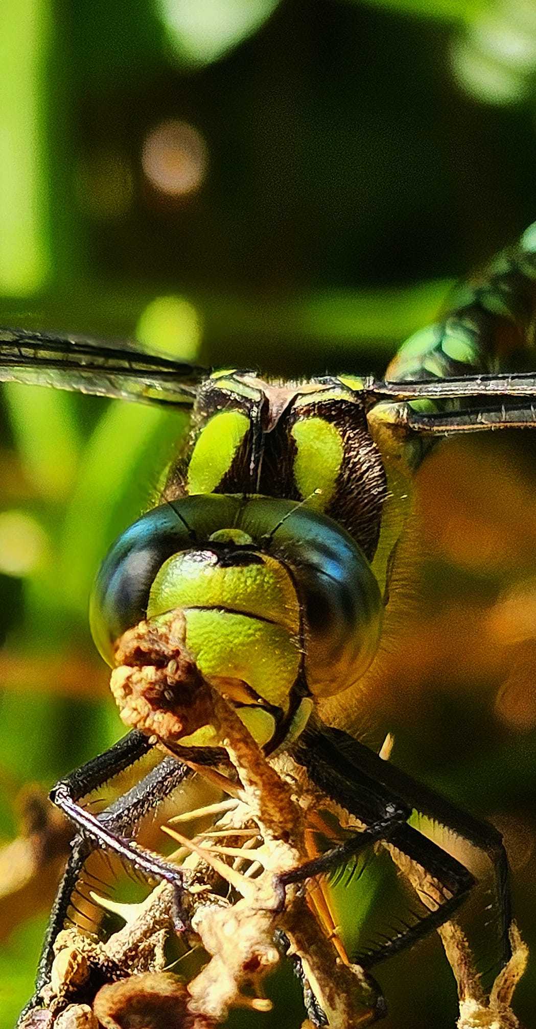 A dragonfly by Ella Canavan