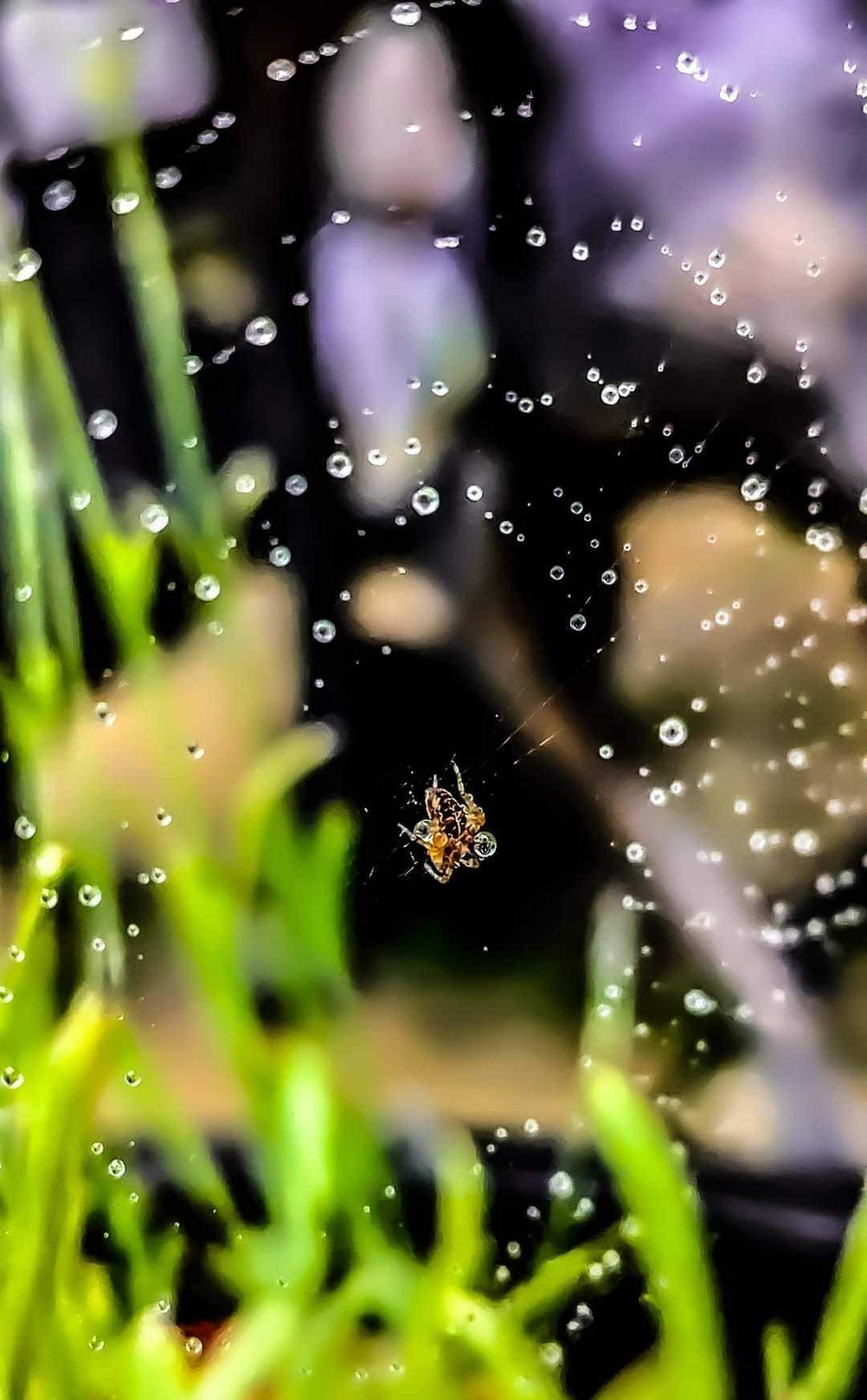 A common garden spider by Kimberley Phillips