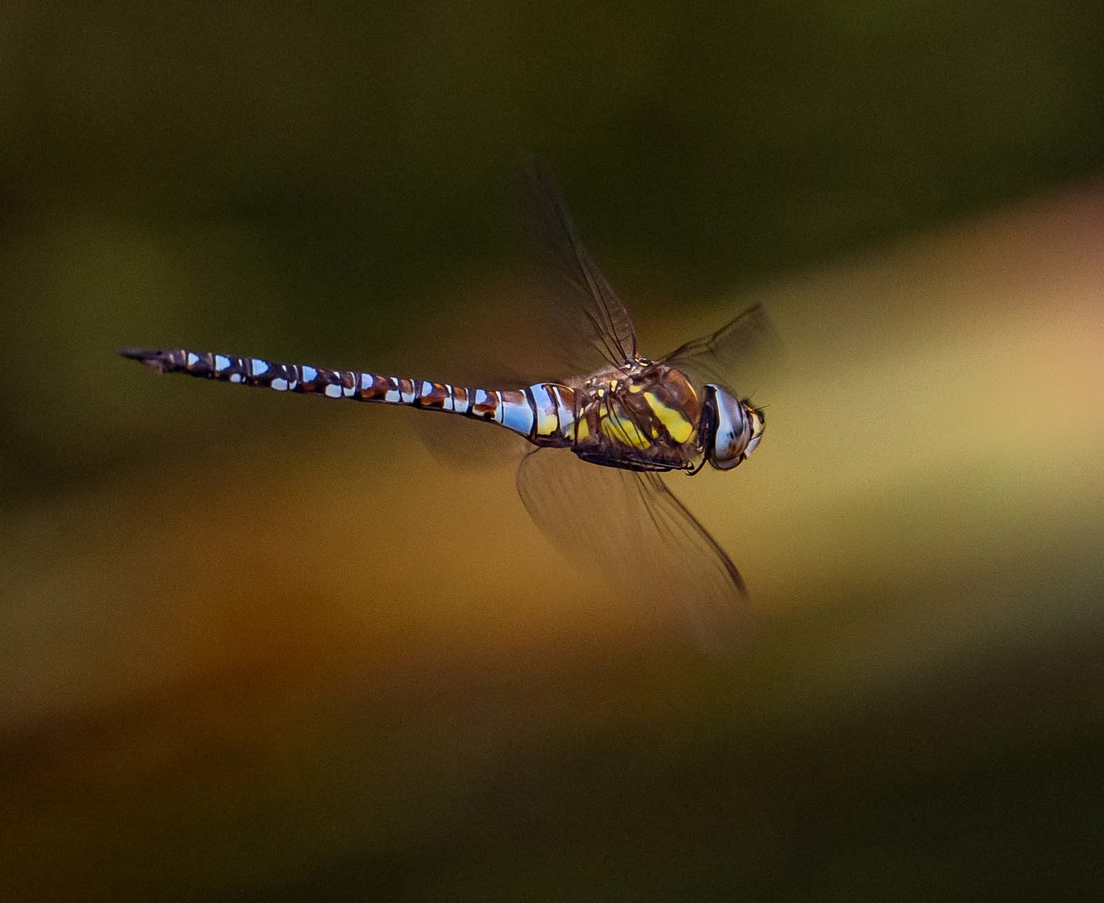 A hawker dragonfly by Stephen Bennion