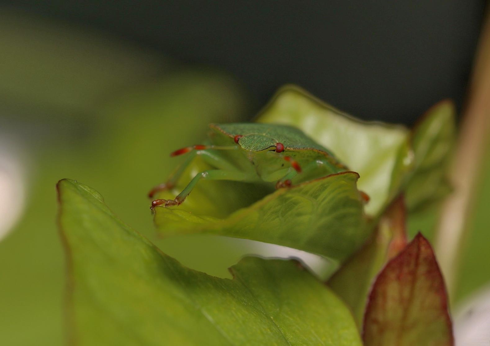 Green shield bug by Matt Calveley