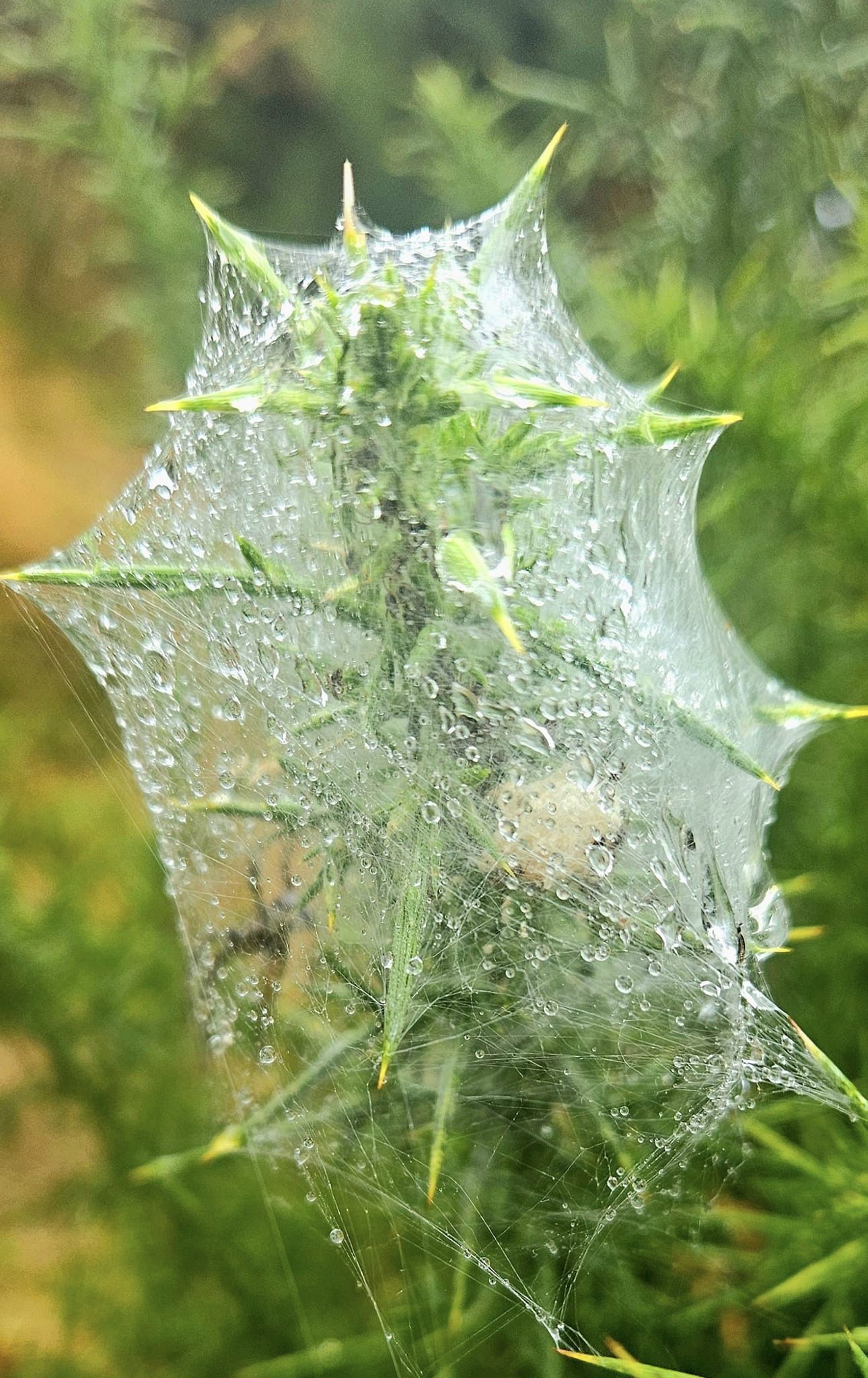 Spider mites in a cocoon by Jane Leitch