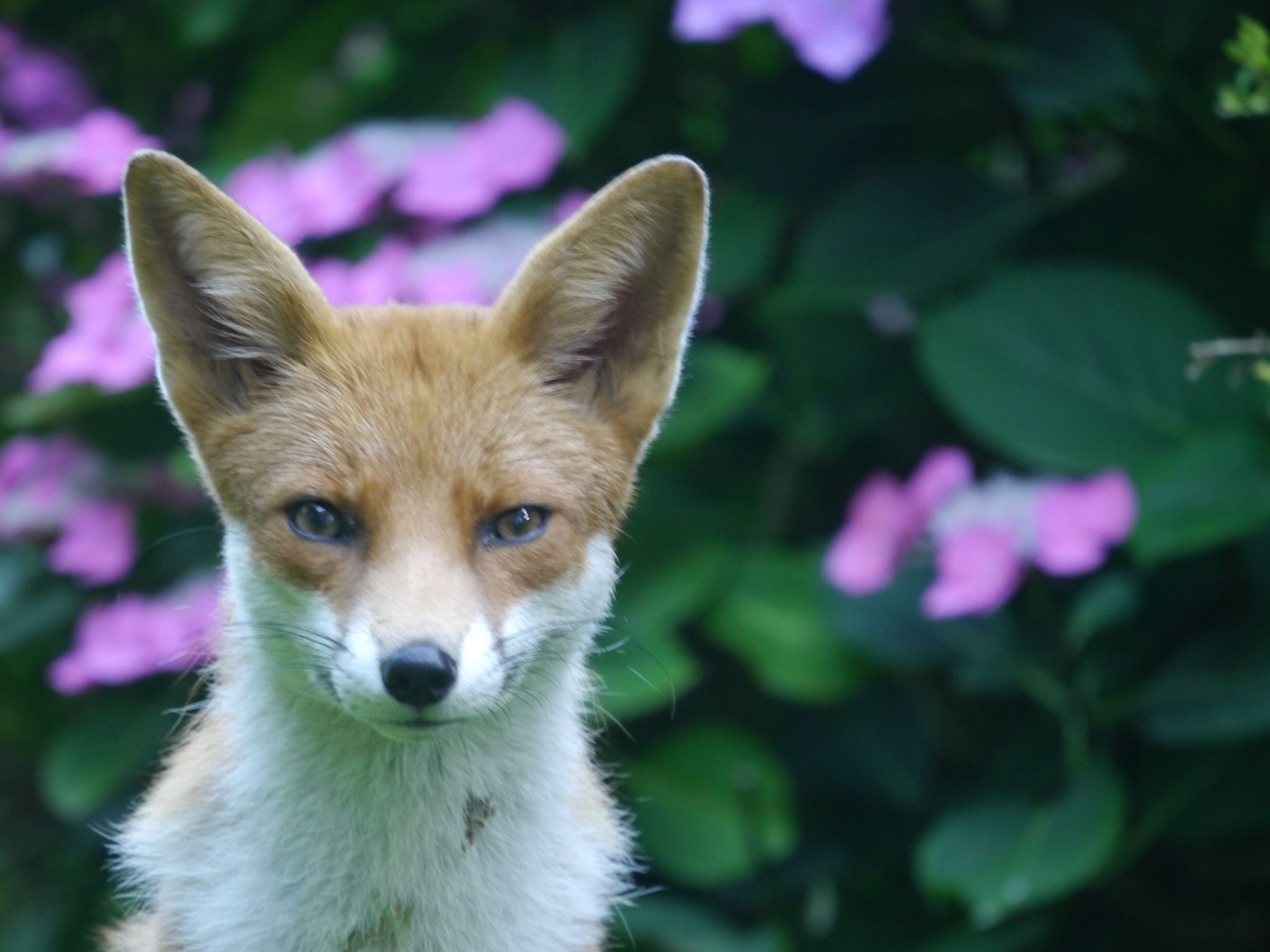 A friendly fox by Robert Orr