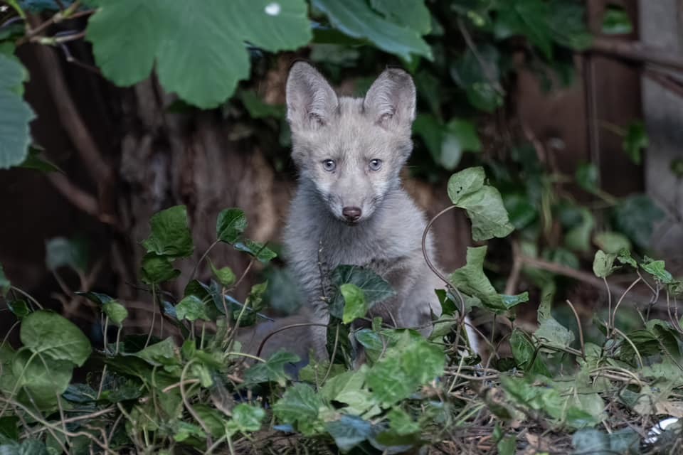 Fox by Mathew Bett