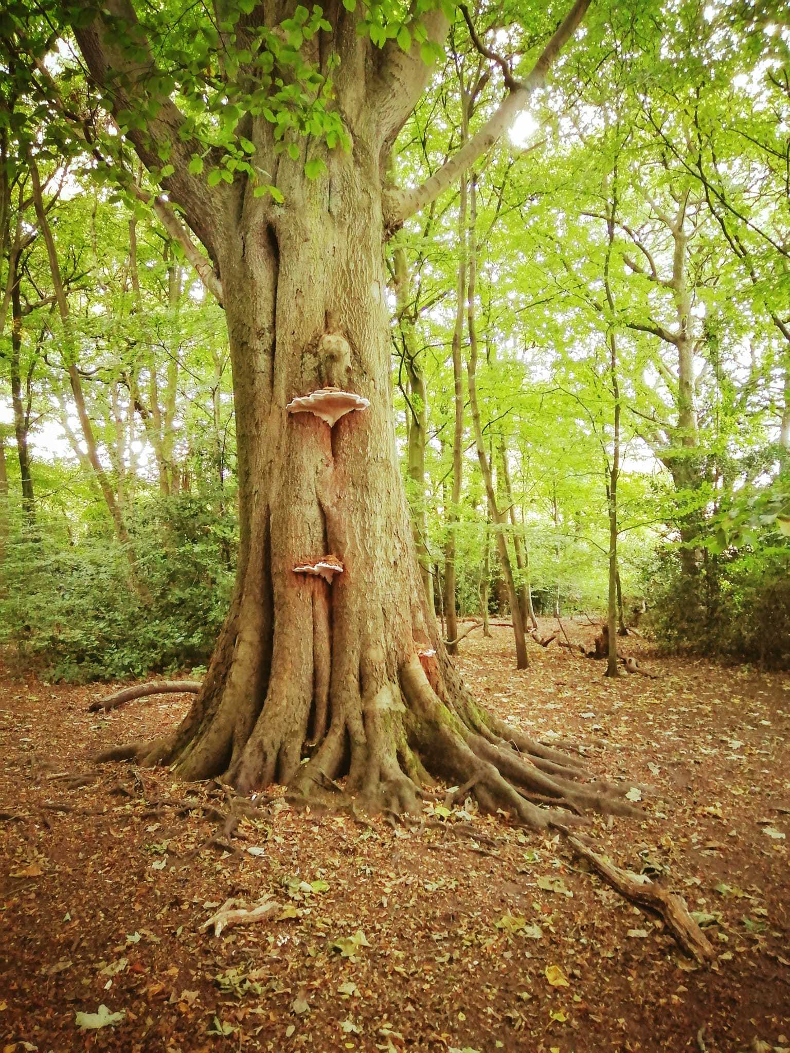 Eastham Woods by Julie Longshaw