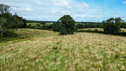 Chester Zoo plants 19,000 new trees in bid to restore Cheshires lost woodlands.