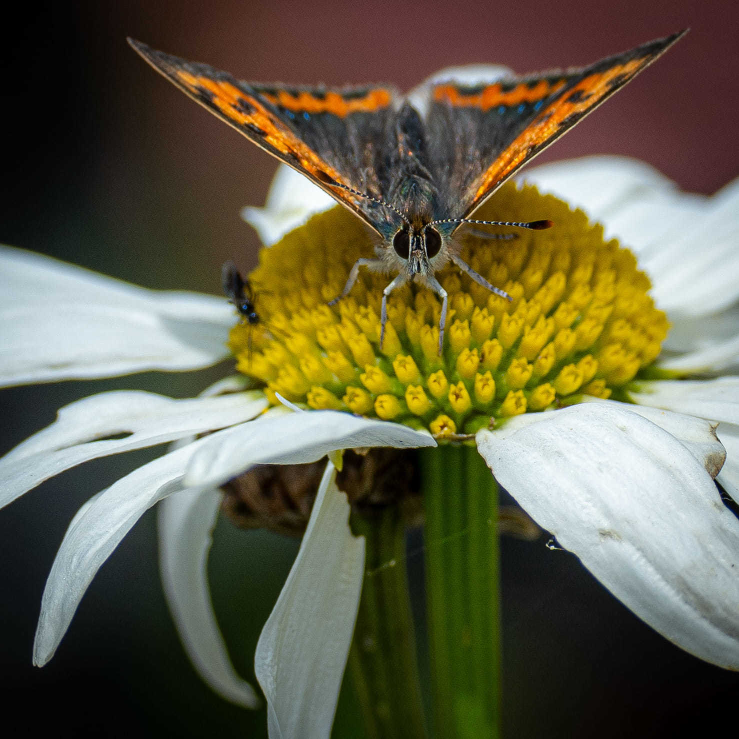 Small Copper by Laura Kennedy