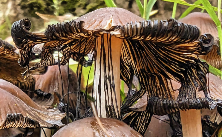 Inky cap mushrooms in Central Park by Kimberley Phillips