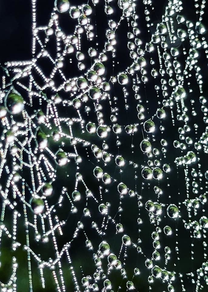 A spiders web by Heather Gars