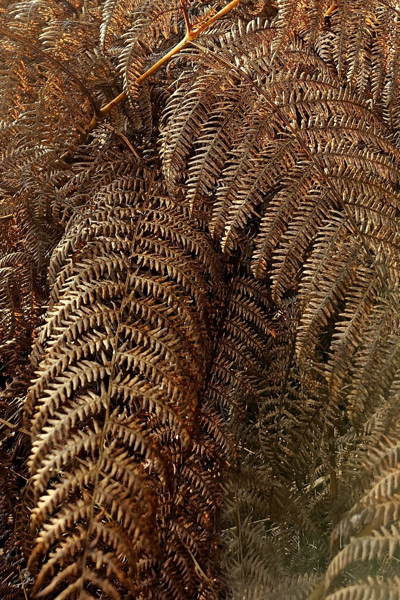 Autumn ferns by Jane Leitch