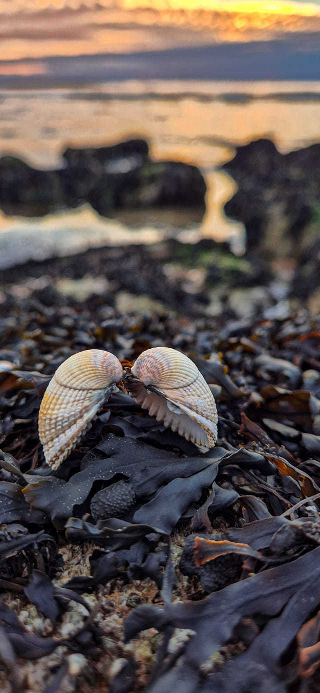 Cockle shell patterns by Nicola Jayne