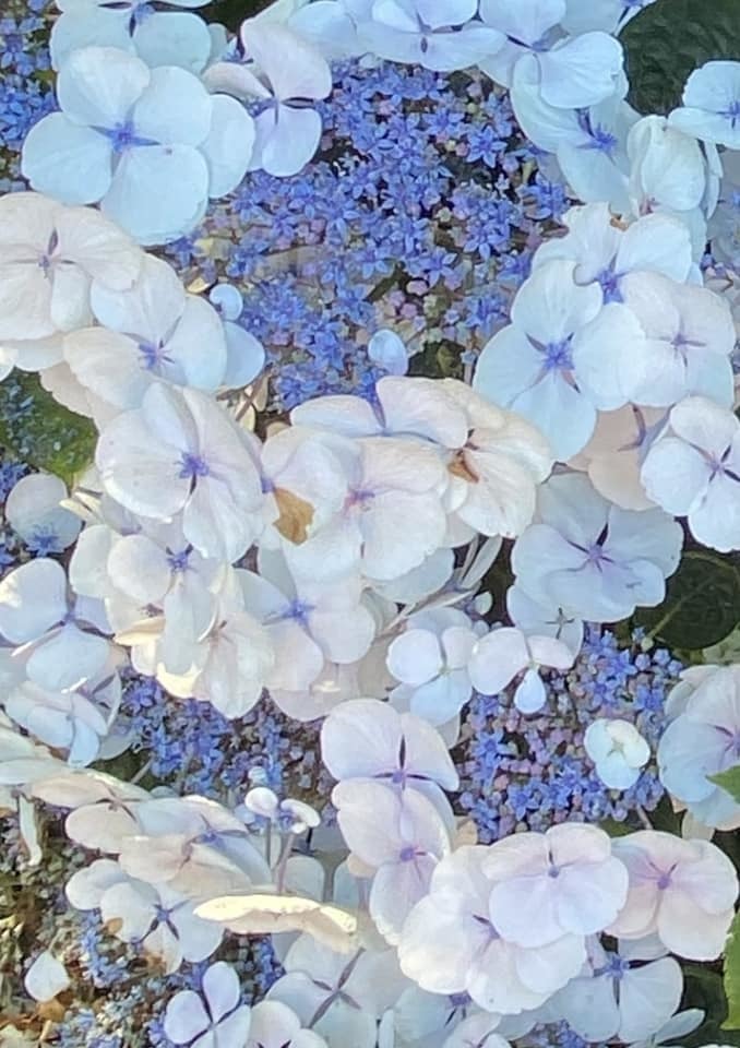 Hydrangea bush claughton by Beryl Cooke