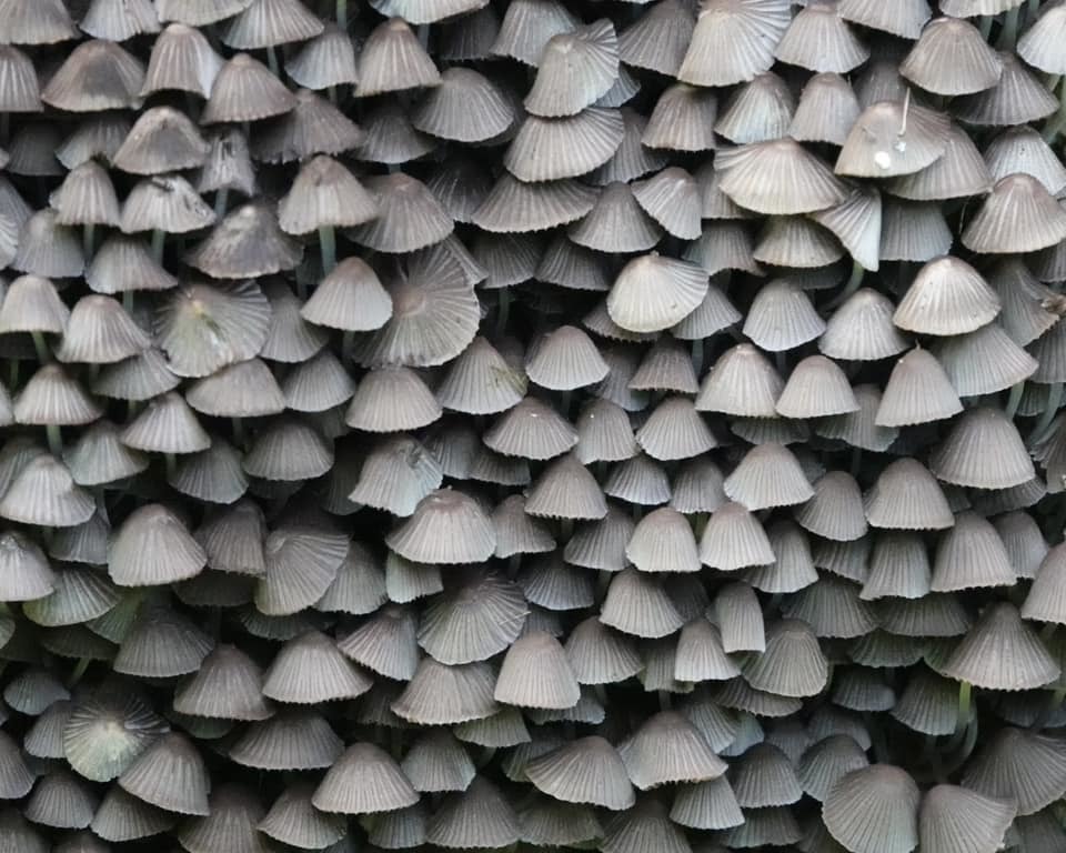 Mushrooms in Vale Park by Christopher Cureton