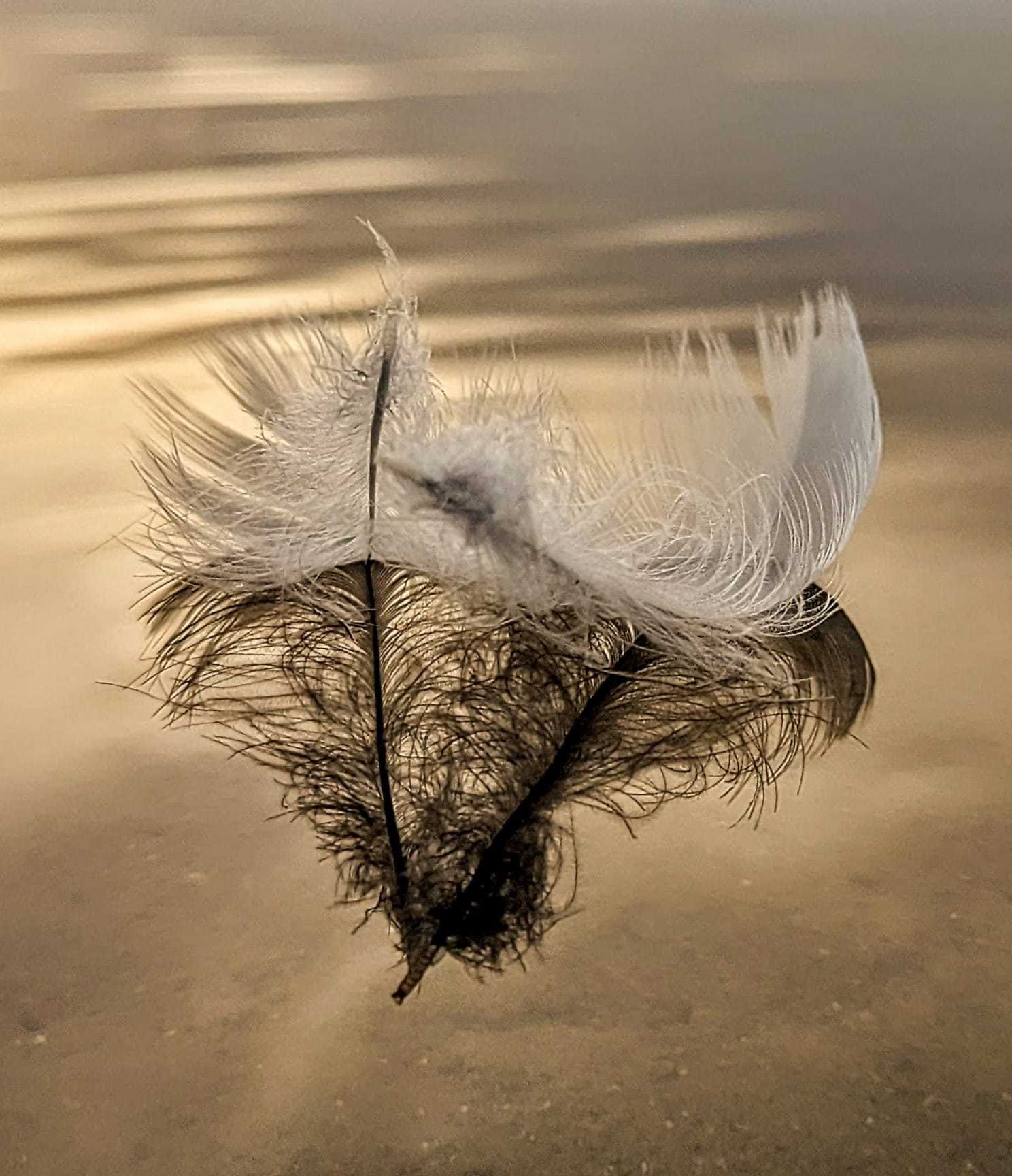 Feathers at Wallasey beach by Kimberley Phillips