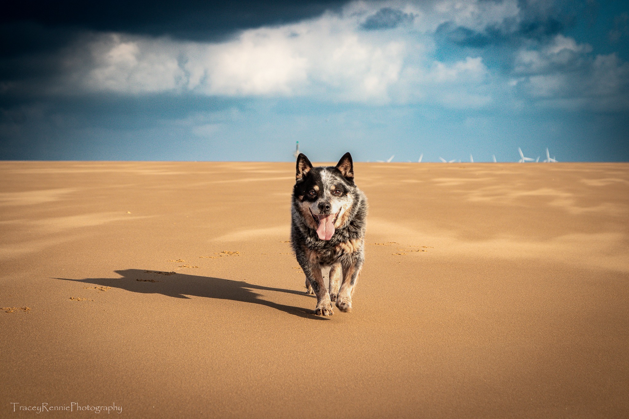 Sandy paws by Tracey Rennie